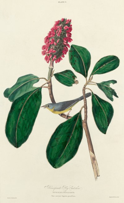 Cacciatore di mosche di Bonaparte da William Home Lizars after John James Audubon