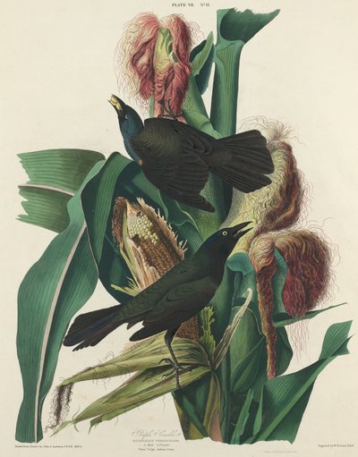 Gracula Porpora da William Home Lizars after John James Audubon
