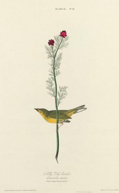 Pigliamosche di Selby da William Home Lizars after John James Audubon