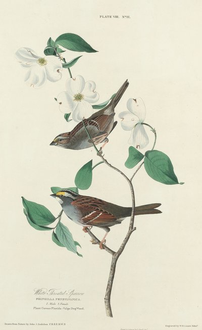 Passero dalla Gola Bianca da William Home Lizars after John James Audubon