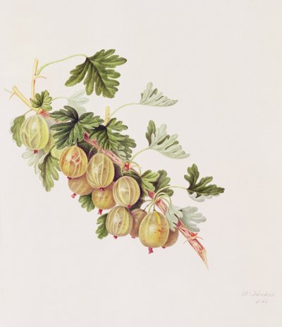 Uva spina verde, 1815 da William Hooker