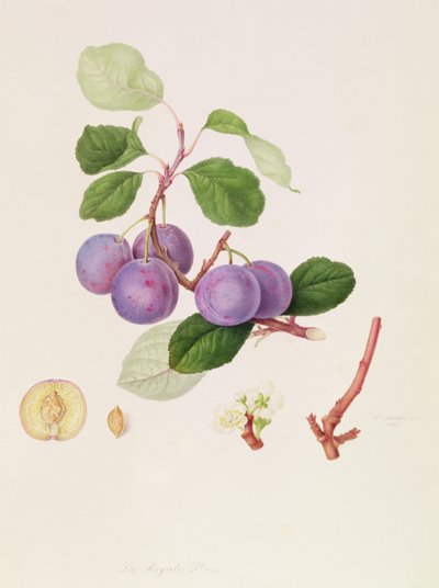 La Royale Plum, 1815 da William Hooker
