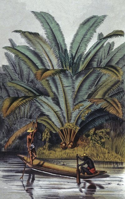 Palma da William Hooker