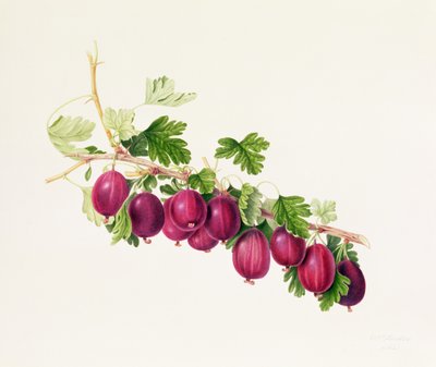 Uva spina viola da William Hooker