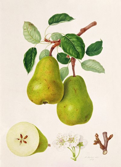 La pera D
