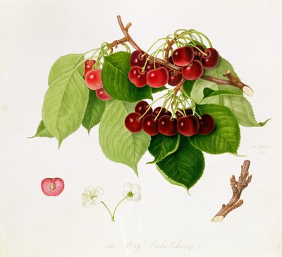 Il Duca di Maggio Ciliegia da William Hooker