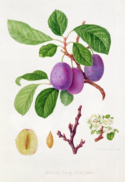Prugna Violetto Precoce di Wilmot da William Hooker