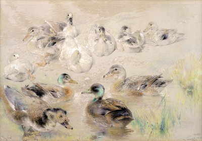 Studio di anatre da William Huggins