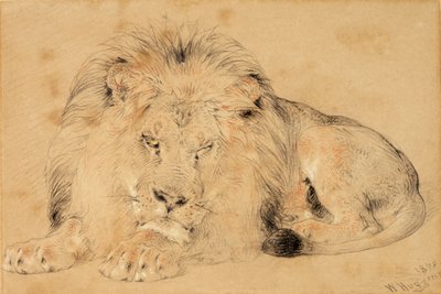 Studio di un Leone da William Huggins