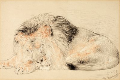 Studio di un leone, 1879 da William Huggins