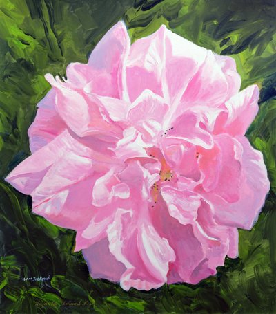 Rosa vittoriana da William Ireland