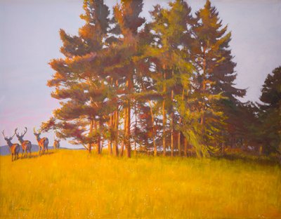 Vista dalla cabina da William Ireland