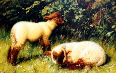 Pecore, c.1860 da William J. Webbe or Webb