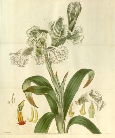 Chloraea bletioides da William Jackson Hooker