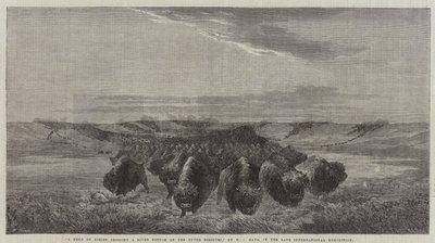 Un branco di bisonti che attraversa un fiume sul Missouri Superiore, nella tarda esposizione internazionale da William Jacob, Sr. Hays