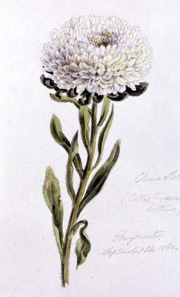 Aster della Cina, dipinto a Bayswater da William James Linton