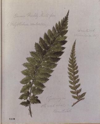 Felce Comune Spinosa, dipinta a Brantwood, 30 novembre 1857 da William James Linton