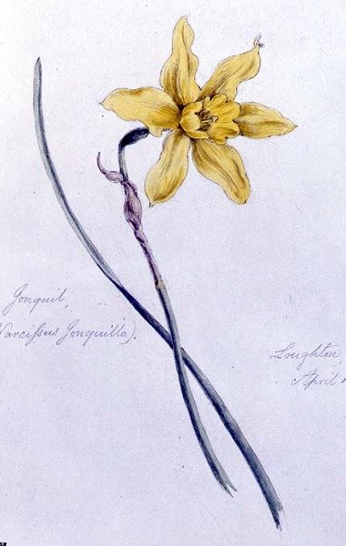 Jonquil da William James Linton