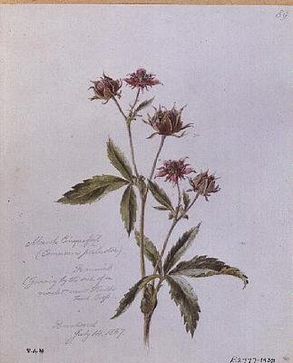 Potentilla Palustre, dipinto a Brentwood da William James Linton