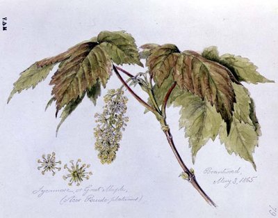 Acero, dipinto a Brantwood, 3 maggio 1865 da William James Linton