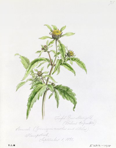 Bidens tripartita, dipinta a Hampstead, 1 settembre 1861 da William James Linton