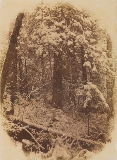 Senza Titolo, Bosco nella Neve, 1859 da William James Stillman