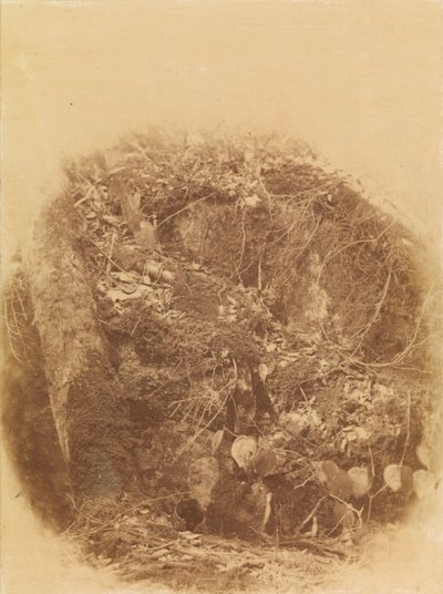 Senza titolo, dal portfolio The Forest: Boschi Adirondack da William James Stillman