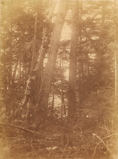 Senza titolo, dal portfolio The Forest: Boschi Adirondack da William James Stillman
