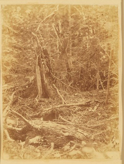 Senza titolo, dal portfolio The Forest: Boschi Adirondack da William James Stillman