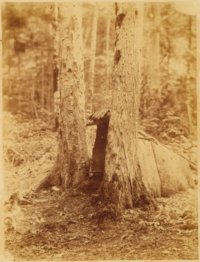 Senza titolo, dal portfolio The Forest: Boschi Adirondack da William James Stillman