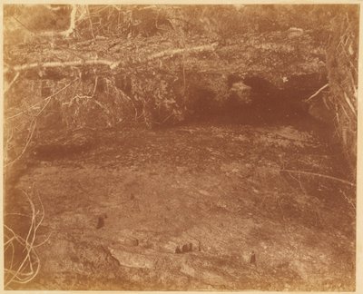 Senza titolo, dal portfolio The Forest: Boschi Adirondack da William James Stillman