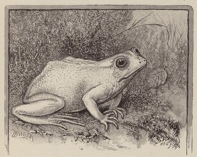 Una rana albina da William James Webbe