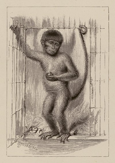 Il negro-scimmia da William James Webbe