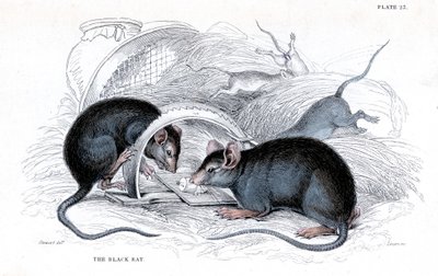 Incisione di un ratto nero catturato in una trappola, 1838 da William Jardine