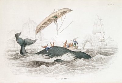 Arpionamento di una balena della Groenlandia che ha rovesciato una delle barche attaccanti, 1837 da William Jardine