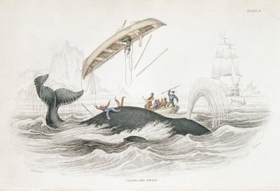 Caccia a una balena della Groenlandia che ha rovesciato una delle barche attaccanti. Da William Jardine The Naturalist