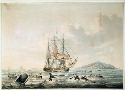Pesca delle balene nei mari del sud, incisione di T. Sutherland da William John (after) Huggins