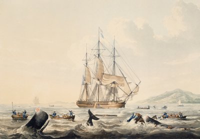 Caccia alla balena nei mari del sud, incisione di William John Huggins da William John Huggins