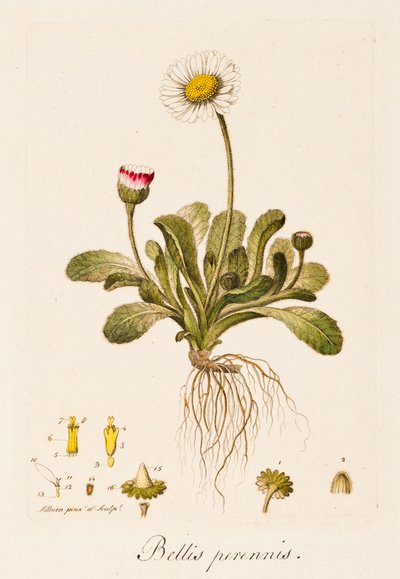 Bellis perennis, Margherita da William Kilburn