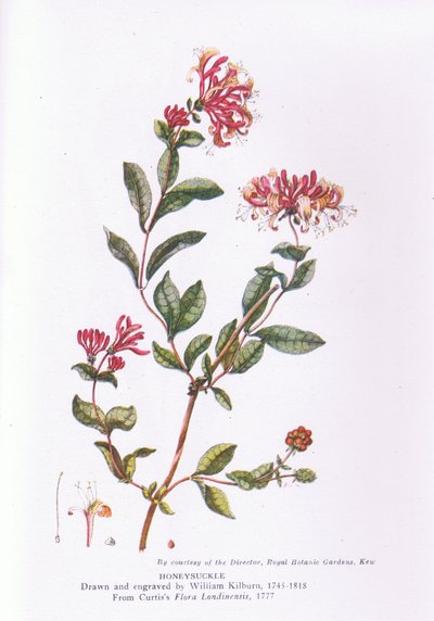 Caprifoglio, Natura in Gran Bretagna pubblicata da Collins, 1946 da William Kilburn
