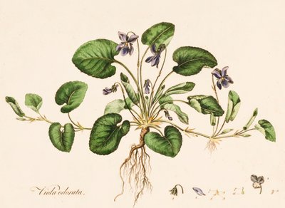 Viola odorata, Violetta, c1770-1790 da William Kilburn