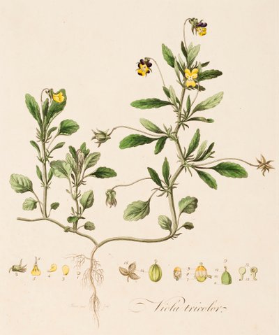 Viola tricolor, Viola del pensiero da William Kilburn