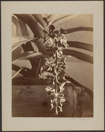 Orchidee, Ceylon da William Louis Henry Skeen