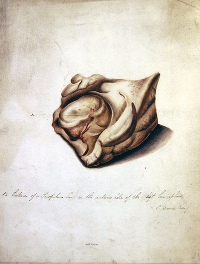 Studio del cervello II, c.1850 da William Lover