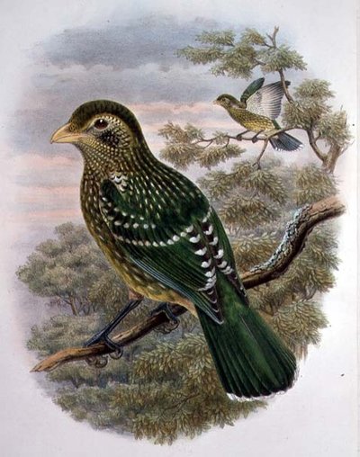 Ailuroedus Crassirostris, Uccello Gatto Verde (litografia a colori) da William Matthew Hart