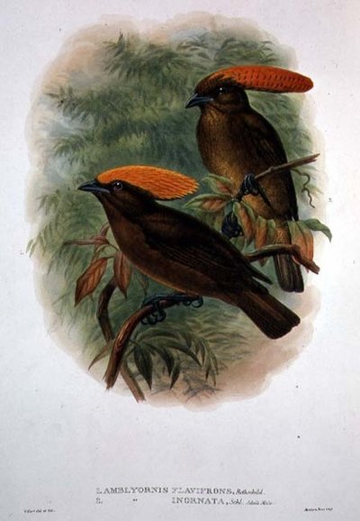 Amblyornis Flavifrons (litografia a colori) da William Matthew Hart