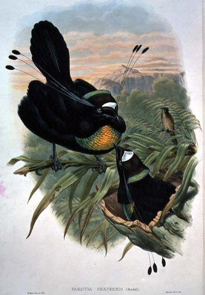Uccello del Paradiso a Sei Fili di Arfak da William Matthew Hart
