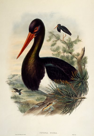 Cicogna nera (Ciconia nigra), litografia da "Uccelli della Gran Bretagna" da William Matthew Hart