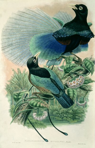 Uccello del Paradiso Blu (litografia a colori) da William Matthew Hart