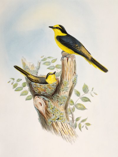 Minivet dal groppone marrone (Pericrocotus cantonensis), litografia da Birds of Asia da William Matthew Hart